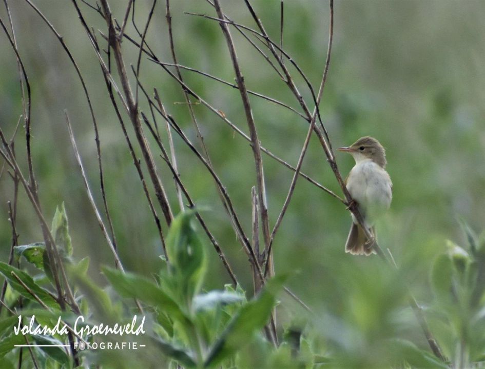 Kan de naam niet vinden van deze vogel